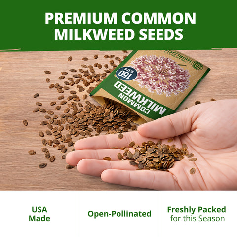 HOME GROWN Common Milkweed Seeds – 150 Heirloom Non-GMO Seeds (0.8g), Monarch Butterfly Host Plant, Pink Perennial Wildflowers, Zones 3–9