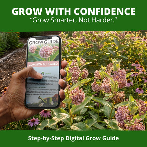 HOME GROWN Common Milkweed Seeds – 150 Heirloom Non-GMO Seeds (0.8g), Monarch Butterfly Host Plant, Pink Perennial Wildflowers, Zones 3–9