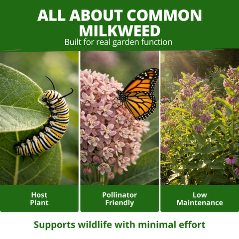 HOME GROWN Common Milkweed Seeds – 150 Heirloom Non-GMO Seeds (0.8g), Monarch Butterfly Host Plant, Pink Perennial Wildflowers, Zones 3–9