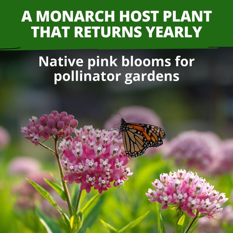 Swamp Rose Milkweed Seeds - 1,000 Seeds (4.4g) - Monarch Host Plant