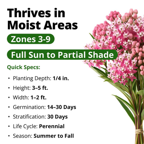 Swamp Rose Milkweed Seeds - 1,000 Seeds (4.4g) - Monarch Host Plant