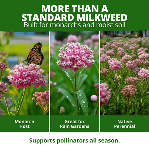 Swamp Rose Milkweed Seeds - 1,000 Seeds (4.4g) - Monarch Host Plant