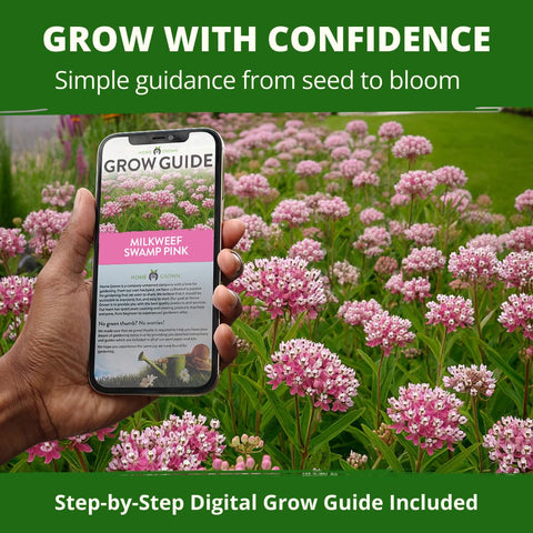Swamp Rose Milkweed Seeds - 1,000 Seeds (4.4g) - Monarch Host Plant