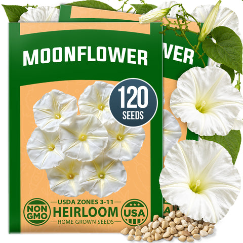 HOME GROWN Moonflower Vine 120 Flower Seeds, Ipomoea alba, Heirloom Non-GMO, Fragrant White Night-Blooming Flowers (Copy)