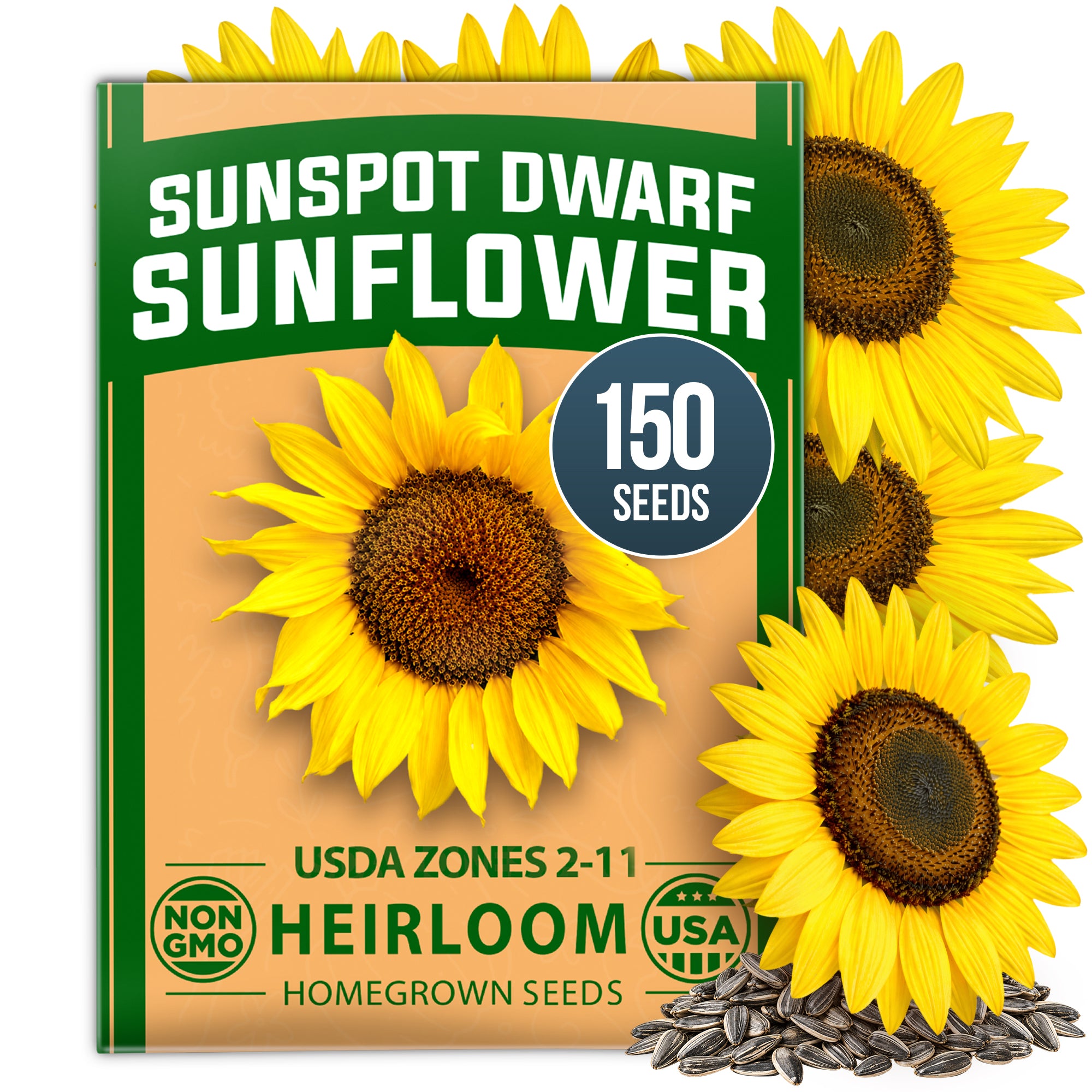 HOME GROWN Sunspot Dwarf Sunflower 150 Seeds, Helianthus annuus, Open-Pollinated Non-GMO, Golden 8–10 in. Blooms, 2–3 Ft. Tall