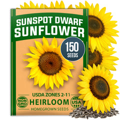 Sunspot Dwarf Sunflower Seeds - 150 Seeds - Giant Golden Blooms