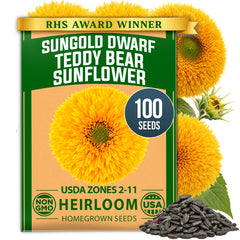 HOME GROWN Dwarf Teddy Bear Sunflower 100 Seeds, Helianthus annuus, Sungold Variety, Heirloom Non-GMO, Double Golden Blooms