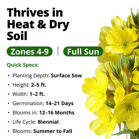 HOME GROWN Evening Primrose Seeds – 575 Heirloom Non-GMO Seeds (0.3g), Oenothera lamarckiana, Yellow Wildflowers for Pollinator Gardens, Zones 4–9