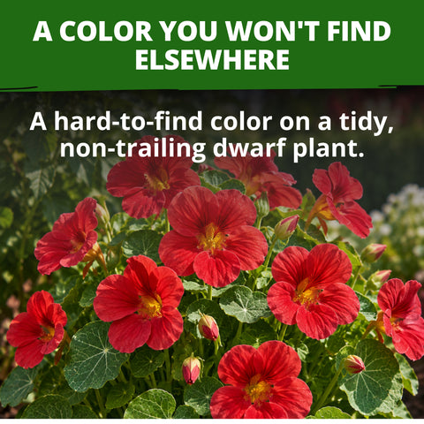 HOME GROWN Dwarf Nasturtium Cherry Rose 90 Seeds, Tropaeolum majus, Heirloom Non-GMO, Edible Cherry Rose Blooms, Compact Plants (Copy)