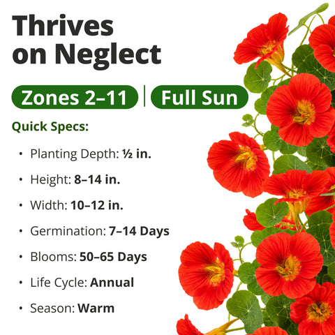 HOME GROWN Dwarf Nasturtium Cherry Rose 90 Seeds, Tropaeolum majus, Heirloom Non-GMO, Edible Cherry Rose Blooms, Compact Plants (Copy)