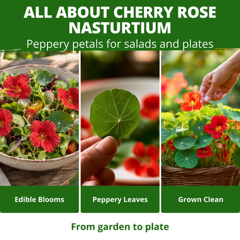 HOME GROWN Dwarf Nasturtium Cherry Rose 90 Seeds, Tropaeolum majus, Heirloom Non-GMO, Edible Cherry Rose Blooms, Compact Plants (Copy)