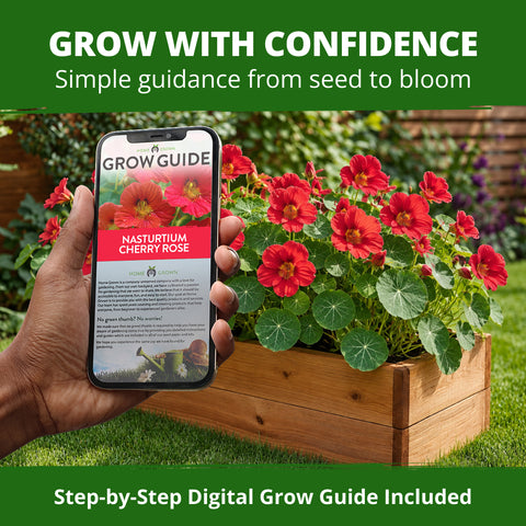 HOME GROWN Dwarf Nasturtium Cherry Rose 90 Seeds, Tropaeolum majus, Heirloom Non-GMO, Edible Cherry Rose Blooms, Compact Plants (Copy)