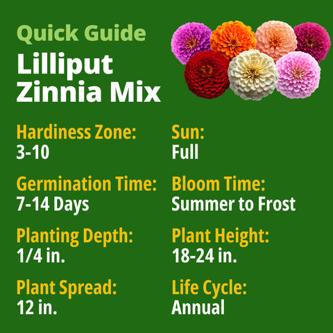 HOME GROWN Zinnia Lilliput Mix – 2500 Seeds (2g), Zinnia elegans for Spring 2026, Colorful Flowers for Beds, Containers & Cut Blooms