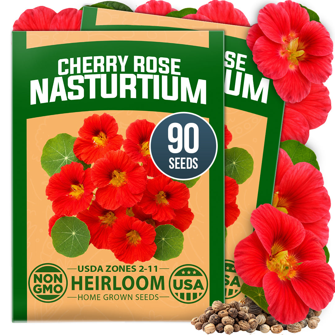 HOME GROWN Dwarf Nasturtium Cherry Rose 90 Seeds, Tropaeolum majus, Heirloom Non-GMO, Edible Cherry Rose Blooms, Compact Plants (Copy)