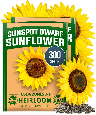 HOME GROWN Sunspot Dwarf Sunflower 300 Seeds, Helianthus annuus, Open-Pollinated Non-GMO, Golden 8–10 in. Blooms, 2–3 Ft. Tall (Copy)