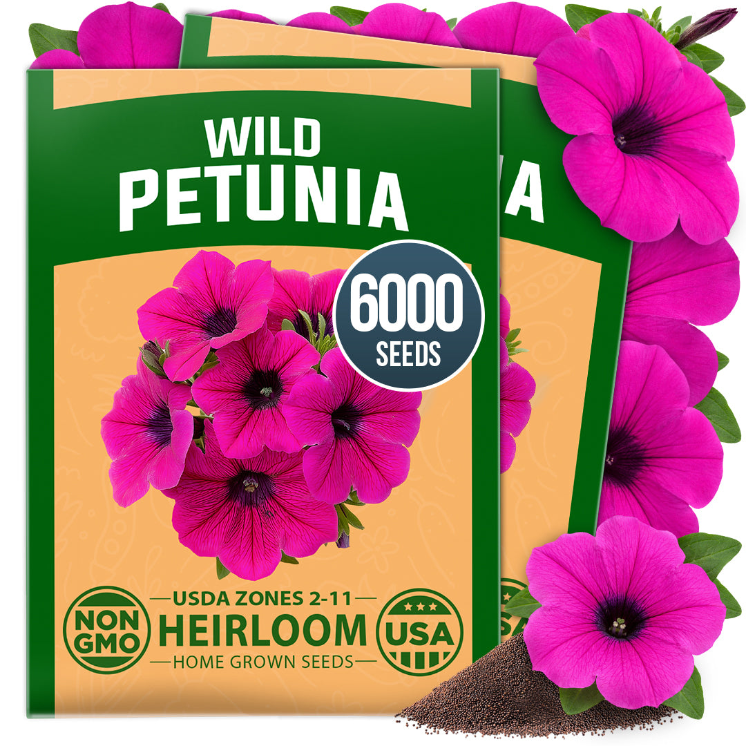 HOME GROWN Wild Petunia Flower Seeds  HOME GROWN Wild Petunia Flower Seeds – 6,000 Seeds, Petunia violacea, Heirloom Non-GMO Purple Petunia Seeds for Planting, Violet Trumpet Blooms, Hanging Baskets, Containers & Pollinator Gardens
