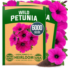 HOME GROWN Wild Petunia Flower Seeds  HOME GROWN Wild Petunia Flower Seeds – 6,000 Seeds, Petunia violacea, Heirloom Non-GMO Purple Petunia Seeds for Planting, Violet Trumpet Blooms, Hanging Baskets, Containers & Pollinator Gardens
