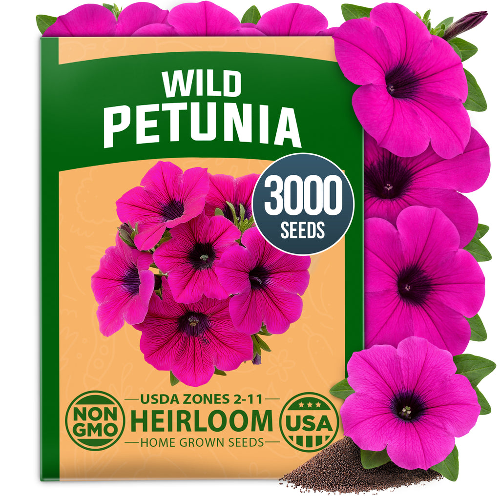 HOME GROWN Wild Petunia Flower Seeds – 3,000 Seeds, Petunia violacea, Heirloom Non-GMO Purple Petunia Seeds for Planting, Violet Trumpet Blooms, Hanging Baskets, Containers & Pollinator Gardens