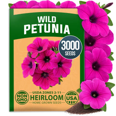 HOME GROWN Wild Petunia Flower Seeds – 3,000 Seeds, Petunia violacea, Heirloom Non-GMO Purple Petunia Seeds for Planting, Violet Trumpet Blooms, Hanging Baskets, Containers & Pollinator Gardens