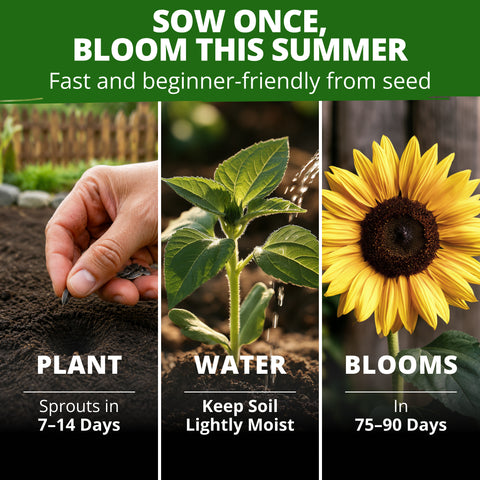 HOME GROWN Sunspot Dwarf Sunflower 150 Seeds, Helianthus annuus, Open-Pollinated Non-GMO, Golden 8–10 in. Blooms, 2–3 Ft. Tall