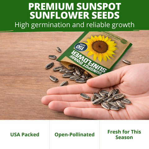 HOME GROWN Sunspot Dwarf Sunflower 150 Seeds, Helianthus annuus, Open-Pollinated Non-GMO, Golden 8–10 in. Blooms, 2–3 Ft. Tall