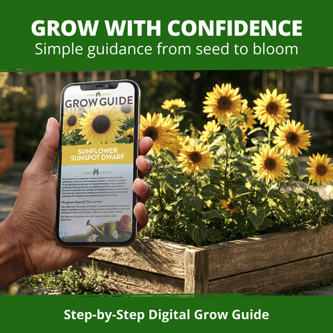 HOME GROWN Sunspot Dwarf Sunflower 150 Seeds, Helianthus annuus, Open-Pollinated Non-GMO, Golden 8–10 in. Blooms, 2–3 Ft. Tall
