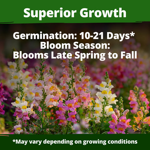 HOME GROWN Snapdragon Fairy Seeds – 10,000 Seeds for Spring 2026, Dwarf Long-Bloom Flowers for Garden Beds, Pollinator-Friendly Plants