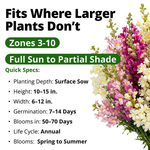 HOME GROWN Fairy Snapdragon Seeds (Linaria maroccana) – 14,000 Heirloom Non-GMO Flower Seeds, Pastel Toad-Shaped Blooms, Pollinator Friendly Cool-Season Flowers