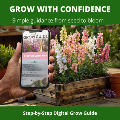 HOME GROWN Fairy Snapdragon Seeds (Linaria maroccana) – 14,000 Heirloom Non-GMO Flower Seeds, Pastel Toad-Shaped Blooms, Pollinator Friendly Cool-Season Flowers