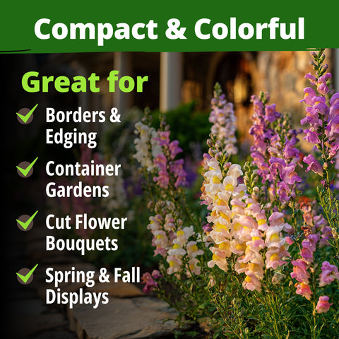 HOME GROWN Snapdragon Fairy Seeds – 10,000 Seeds for Spring 2026, Dwarf Long-Bloom Flowers for Garden Beds, Pollinator-Friendly Plants