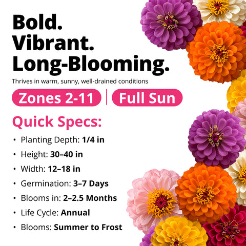 Zinnia Dahlia Seeds Mix - Bulk Pack 3.5g - 520+ Flower Seeds
