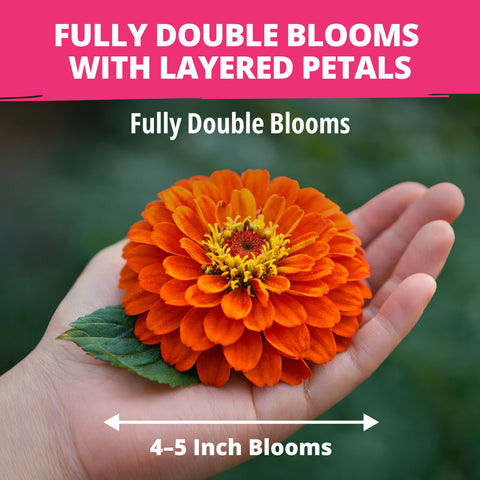 Zinnia Dahlia Seeds Mix - Bulk Pack 3.5g - 520+ Flower Seeds