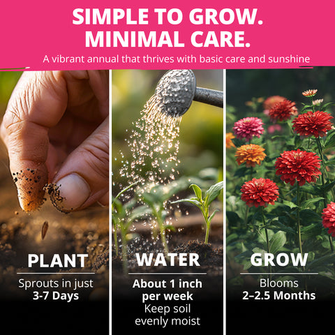 Zinnia Dahlia Seeds Mix - Bulk Pack 3.5g - 520+ Flower Seeds