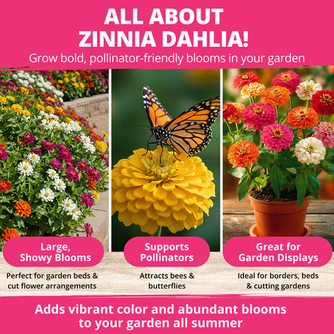 Zinnia Dahlia Seeds Mix - Bulk Pack 3.5g - 520+ Flower Seeds