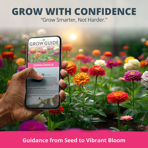 Zinnia Dahlia Seeds Mix - Bulk Pack 3.5g - 520+ Flower Seeds