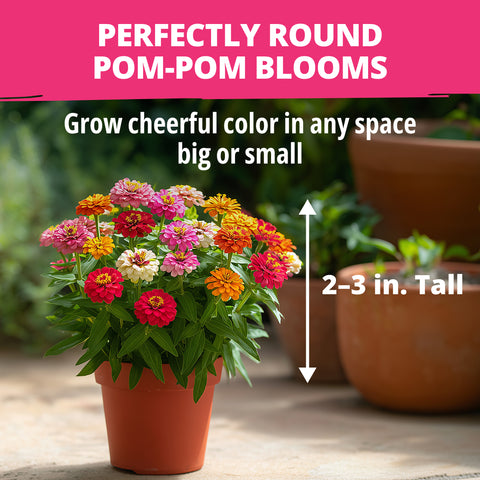 HOME GROWN Zinnia Thumbelina – 500 Seeds (1g), Dwarf Zinnia Flower Seeds for Planting Outdoors 2026, Easy Summer Blooms for Containers & Borders