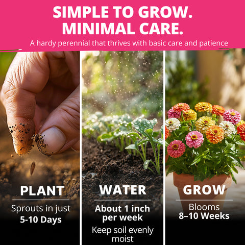 HOME GROWN Zinnia Thumbelina – 500 Seeds (1g), Dwarf Zinnia Flower Seeds for Planting Outdoors 2026, Easy Summer Blooms for Containers & Borders