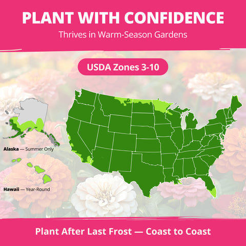 HOME GROWN Zinnia Thumbelina – 500 Seeds (1g), Dwarf Zinnia Flower Seeds for Planting Outdoors 2026, Easy Summer Blooms for Containers & Borders