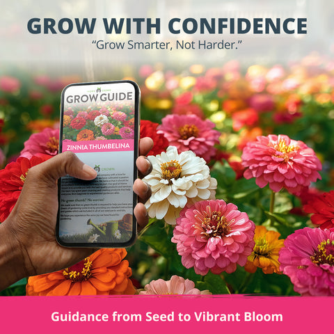 HOME GROWN Zinnia Thumbelina – 500 Seeds (1g), Dwarf Zinnia Flower Seeds for Planting Outdoors 2026, Easy Summer Blooms for Containers & Borders
