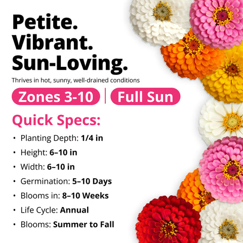 HOME GROWN Zinnia Thumbelina – 500 Seeds (1g), Dwarf Zinnia Flower Seeds for Planting Outdoors 2026, Easy Summer Blooms for Containers & Borders