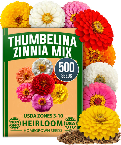 HOME GROWN Zinnia Thumbelina – 500 Seeds (1g), Dwarf Zinnia Flower Seeds for Planting Outdoors 2026, Easy Summer Blooms for Containers & Borders