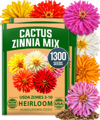 HOME GROWN Zinnia Cactus Mix Seeds – 1300 Seeds for Spring 2026, Large Bloom Zinnia elegans, Easy Grow Garden & Cut Flowers