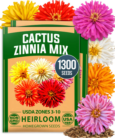 HOME GROWN Zinnia Cactus Mix Seeds – 1300 Seeds for Spring 2026, Large Bloom Zinnia elegans, Easy Grow Garden & Cut Flowers