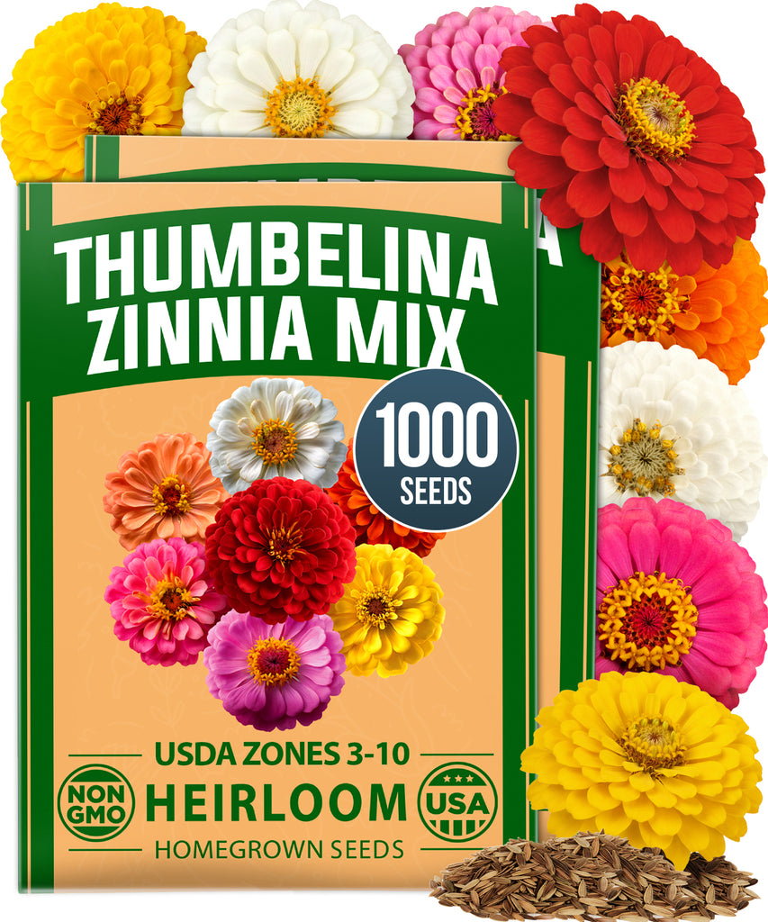 HOME GROWN Zinnia Thumbelina – 1000 Seeds (1g), Dwarf Zinnia Flower Seeds for Planting Outdoors 2026, Easy Summer Blooms for Containers & Borders