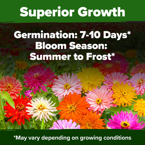 HOME GROWN Zinnia Cactus Mix Seeds - 5550 Flower Seeds for Spring Planting Outdoors 2026, Large Zinnia Flower Seed, Easy Gro…
