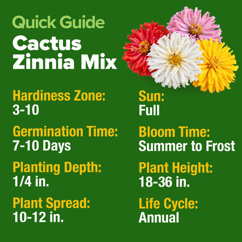 HOME GROWN Zinnia Cactus Mix Seeds - 5550 Flower Seeds for Spring Planting Outdoors 2026, Large Zinnia Flower Seed, Easy Gro…
