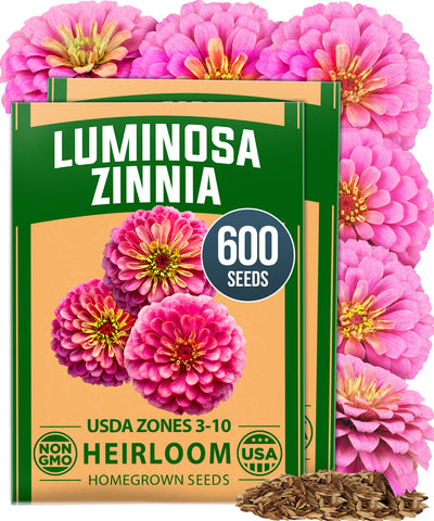 Zinnia Luminosa Seeds – Pack of 2 (600 Seeds) | Pink Zinnia elegans Flower Seeds for Planting Outdoors, Cut Annual Summer Bl…