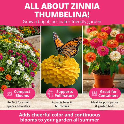 HOME GROWN Zinnia Thumbelina – 1000 Seeds (1g), Dwarf Zinnia Flower Seeds for Planting Outdoors 2026, Easy Summer Blooms for Containers & Borders