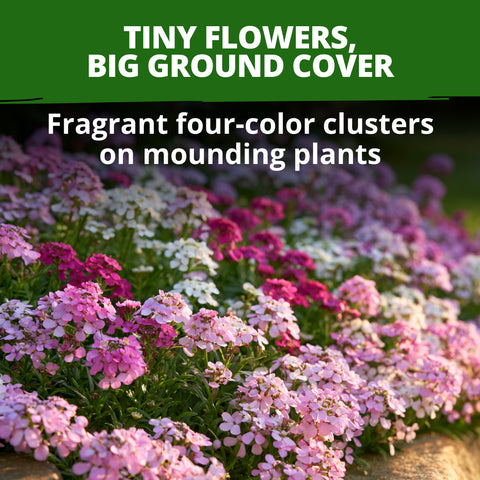 HOME GROWN Dwarf Fairy Mix Candytuft 250 Flower Seeds, Iberis umbellata, Heirloom Non-GMO, Pink White Lavender Blooms