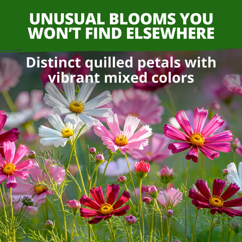 HOME GROWN Sea Shells Cosmos Flower Seeds (Cosmos bipinnatus) – 1,200 Heirloom Non-GMO Seeds, Quilled Petals, Mixed Colors, Cut & Pollinator Garden Flowers